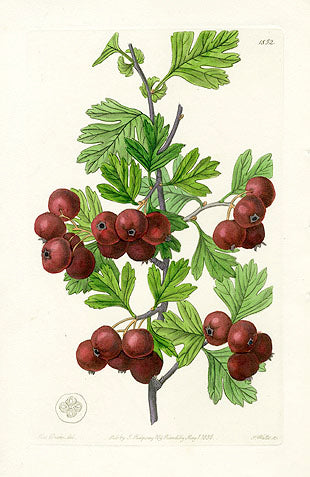 Edwards Botanical Oriental Hawthorn