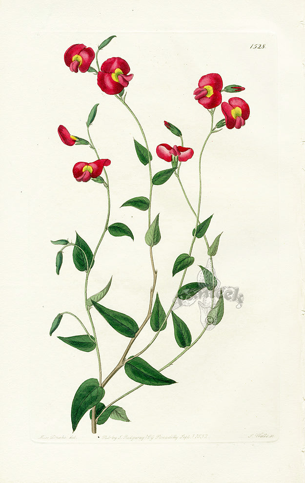 Edwards Botanical Ovate Chorozema