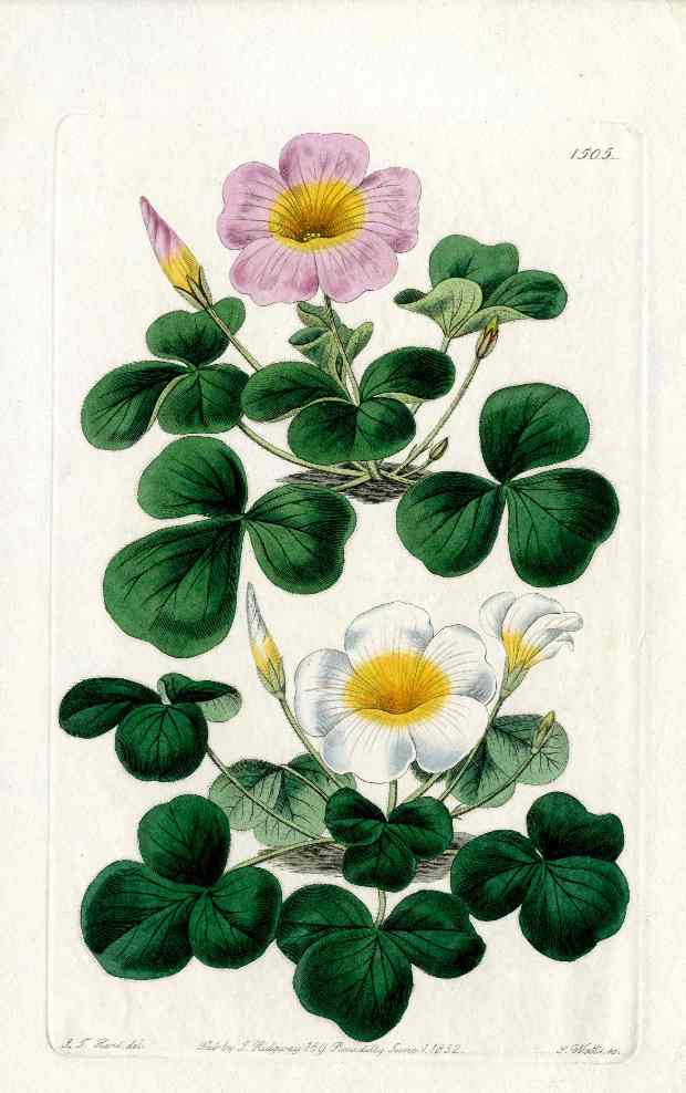 Edwards Botanical Oxalis