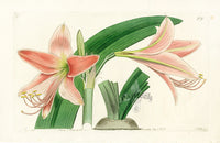 Edwards Botanical Pale-flowered Belladonna Lily - Panteek Antique Prints