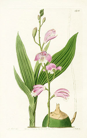 Edwards Botanical Pallid Bletia