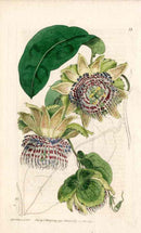 Edwards Botanical Passionflower - Panteek Antique Prints