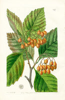 Edwards Botanical Pear-leaved Thorn - Panteek Antique Prints