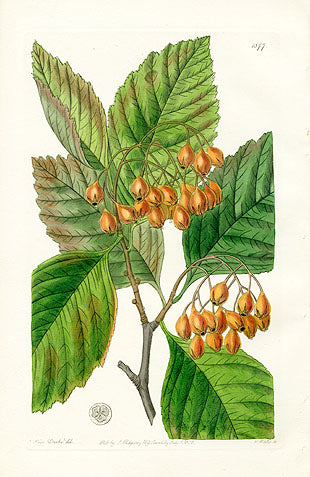 Edwards Botanical Pear-leaved Thorn