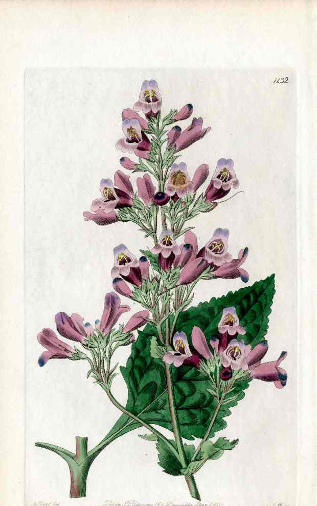 Edwards Botanical Penstemon