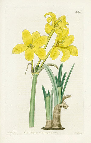 Edwards Botanical Perfumed Chlidanthus