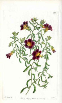 Edwards Botanical Petunia - Panteek Antique Prints