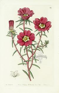 Edwards Botanical Portulaca Splendens - Panteek Antique Prints