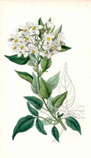 Edwards Botanical Potato Vine - Panteek Antique Prints