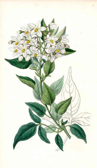 Edwards Botanical Potato Vine - Panteek Antique Prints