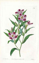 Edwards Botanical Purple Clarkia - Panteek Antique Prints