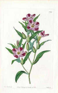 Edwards Botanical Purple Clarkia - Panteek Antique Prints