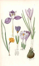Edwards Botanical Purple Crocus - Panteek Antique Prints