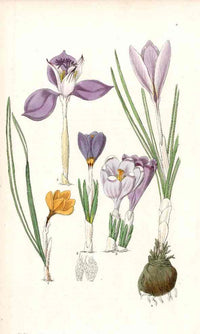 Edwards Botanical Purple Crocus - Panteek Antique Prints