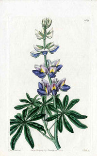 Edwards Botanical Purple Lupine by Miss Drake - Panteek Antique Prints