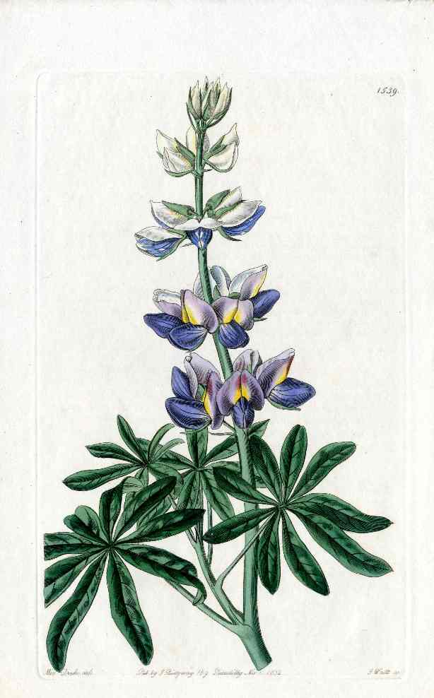 Edwards Botanical Purple Lupine by Miss Drake