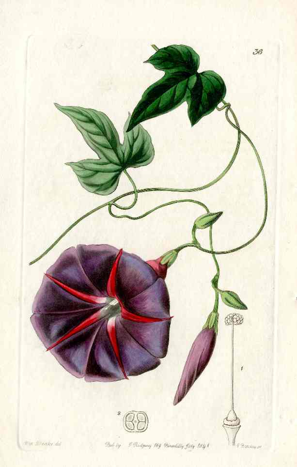 Edwards Botanical Purple Morning Glory