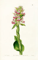 Edwards Botanical Pustular Satyrium - Panteek Antique Prints