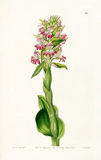 Edwards Botanical Pustular Satyrium - Panteek Antique Prints