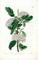 Edwards Botanical Pyrus, Pear - Panteek Antique Prints