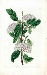 Edwards Botanical Pyrus, Pear - Panteek Antique Prints