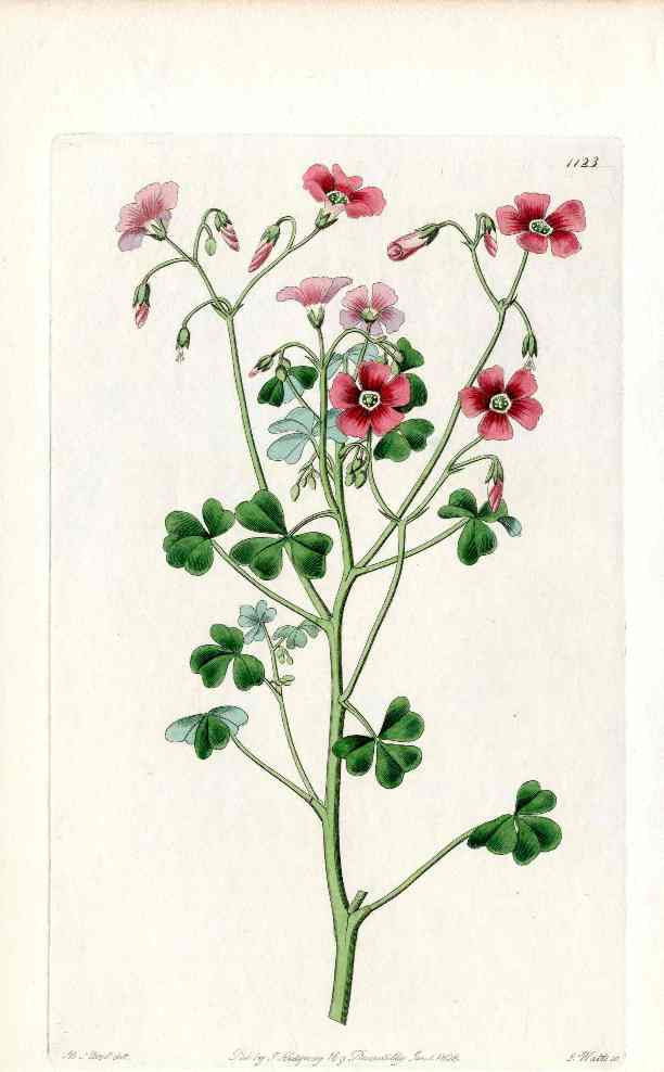 Edwards Botanical Red Oxalis
