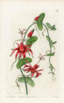 Edwards Botanical Red Passionflower - Panteek Antique Prints