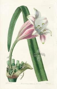 Edwards Botanical Rose-colored changeable Crinum - Panteek Antique Prints