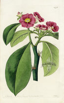 Edwards Botanical Rose-colored Pereskia - Panteek Antique Prints