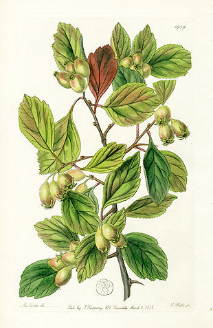 Edwards Botanical Rough-barked Thorn