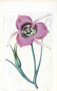 Edwards Botanical Sagebrush Mariposa Lily - Panteek Antique Prints