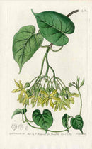 Edwards Botanical Scented Pelgularia - Panteek Antique Prints