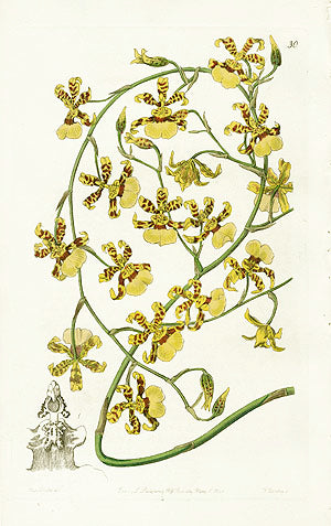 Edwards Botanical Scorched Oncidium