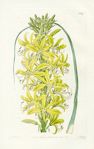 Edwards Botanical Siberian Yellow Asphodel