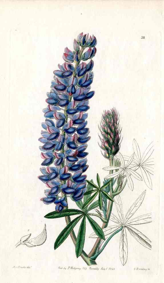 Edwards Botanical Slender Lupine