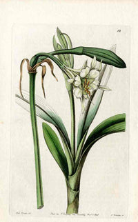 Edwards Botanical Spider Lily - Panteek Antique Prints