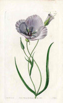 Edwards Botanical Splendid Mariposa Lily - Panteek Antique Prints
