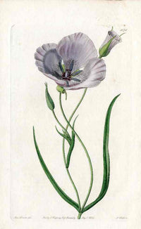 Edwards Botanical Splendid Mariposa Lily - Panteek Antique Prints