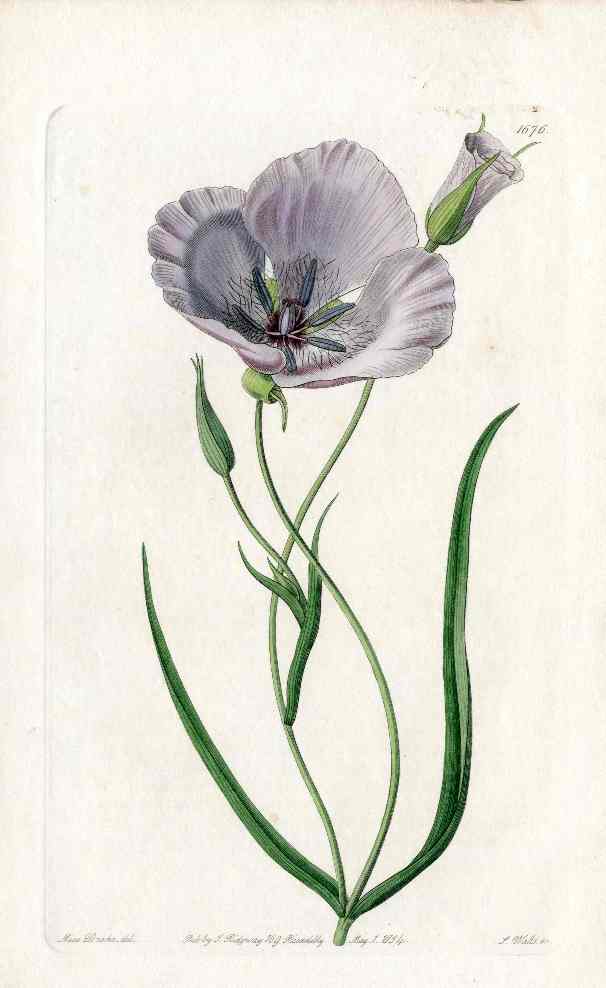 Edwards Botanical Splendid Mariposa Lily