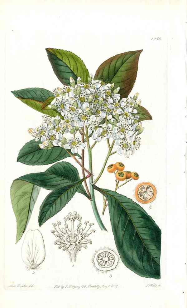 Edwards Botanical Stranvaesia
