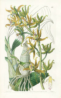 Edwards Botanical Streaked Mormodes - Panteek Antique Prints