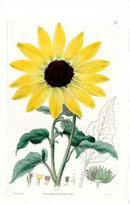 Edwards Botanical Sunflower - Panteek Antique Prints