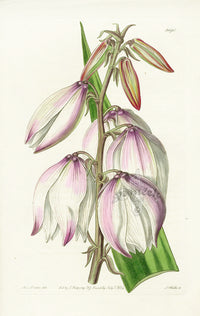 Edwards Botanical Superb Adam's Needle - Panteek Antique Prints