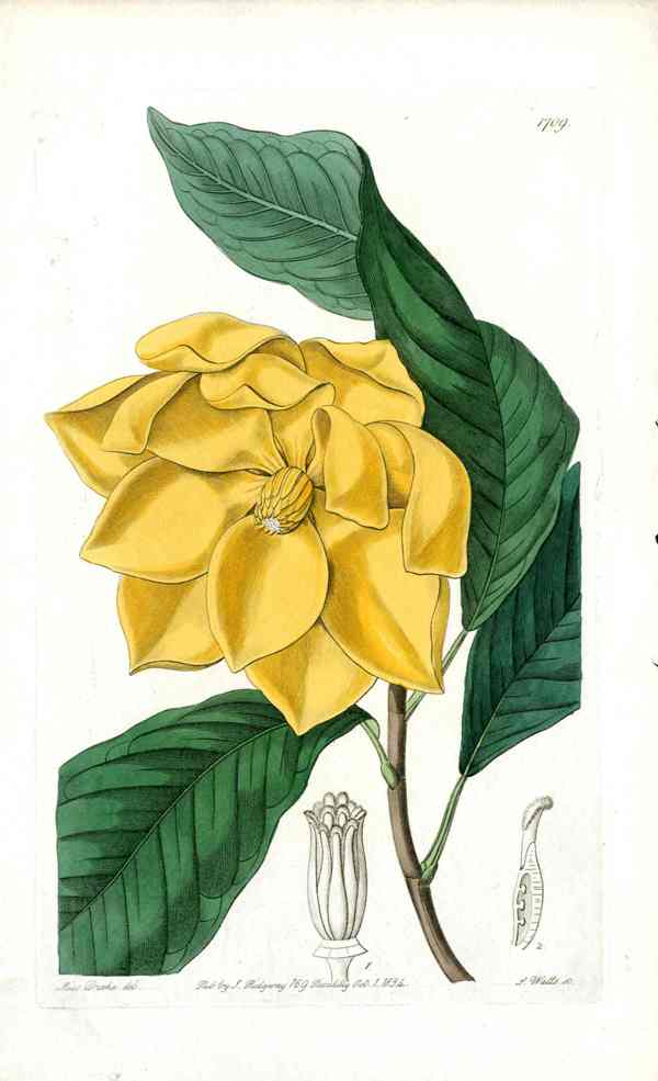 Edwards Botanical Talauma Tree