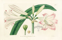 Edwards Botanical Tate's Amaryllis - Panteek Antique Prints