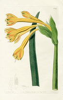 Edwards Botanical Tawny Coburgia - Panteek Antique Prints