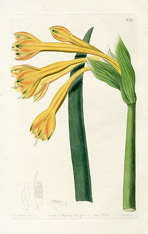 Edwards Botanical Tawny Coburgia