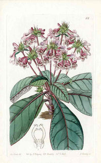 Edwards Botanical Tetranema - Panteek Antique Prints