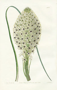 Edwards Botanical Tough-leaved Xerophyllm - Panteek Antique Prints