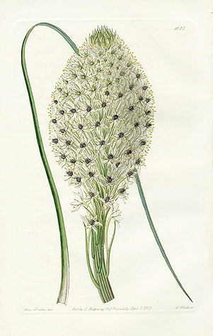 Edwards Botanical Tough-leaved Xerophyllm